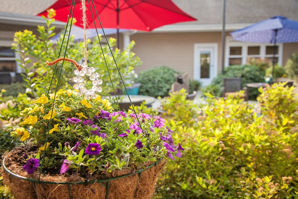 Close view of a hanging basket of purple and yellow petunias with the courtyard umbrellas behind it